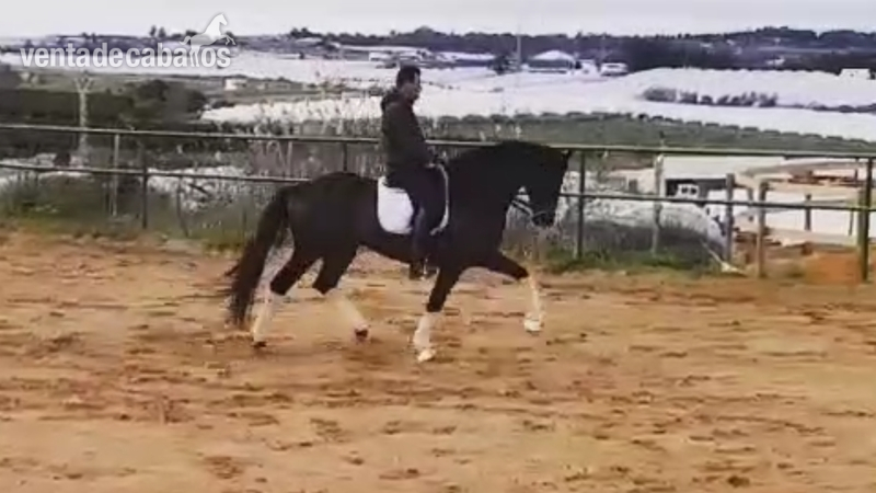 Caballos Enteros Oldenburgo, hannoveriano,  - Oldenburgo hannoveriano wesfaliano