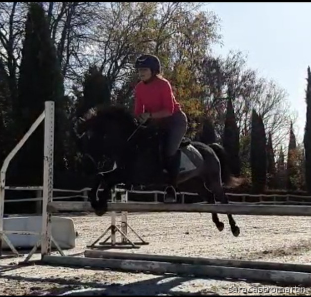 Pony B centroeuropea in 