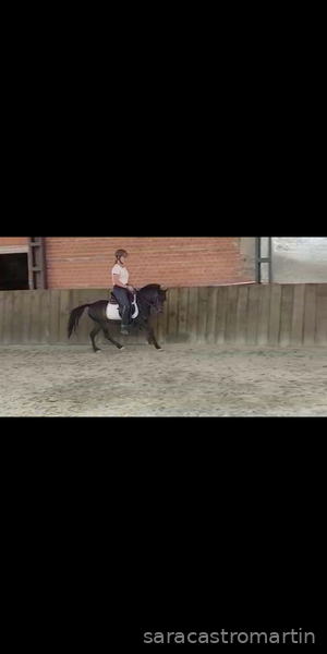 Yeguas Centroeuropea - Pony B centroeuropea
