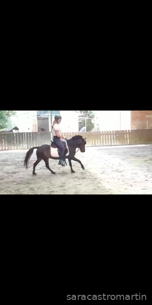 Pony B centroeuropea - Yeguas Centroeuropea