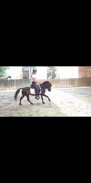 Pony B centroeuropea - Yeguas Centroeuropea