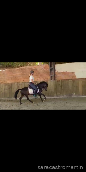 Pony B centroeuropea - Centroeuropea