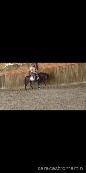 Pony B centroeuropea - Yeguas