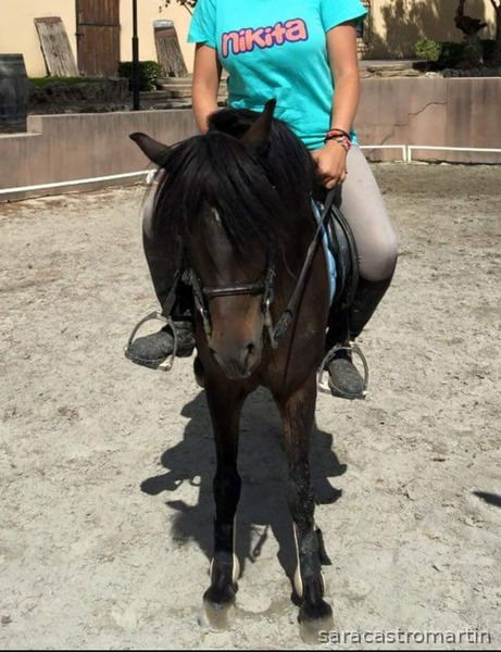 Pony B centroeuropea