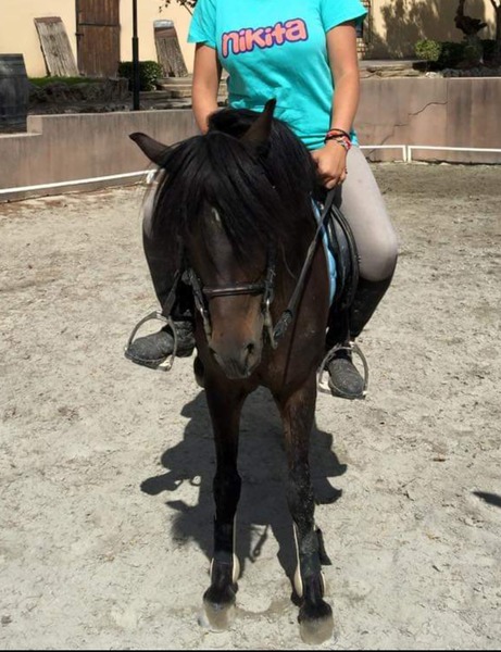 Pony B centroeuropea