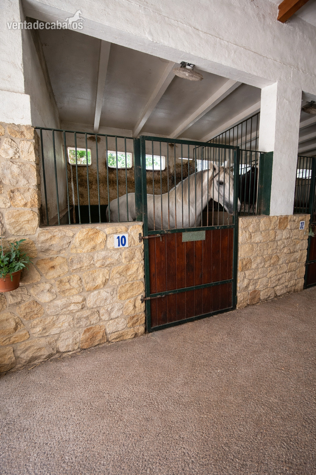 Finca ecuestre en LA MARINA ( Alicante) - Hípicas y establos en venta in ALICANTE