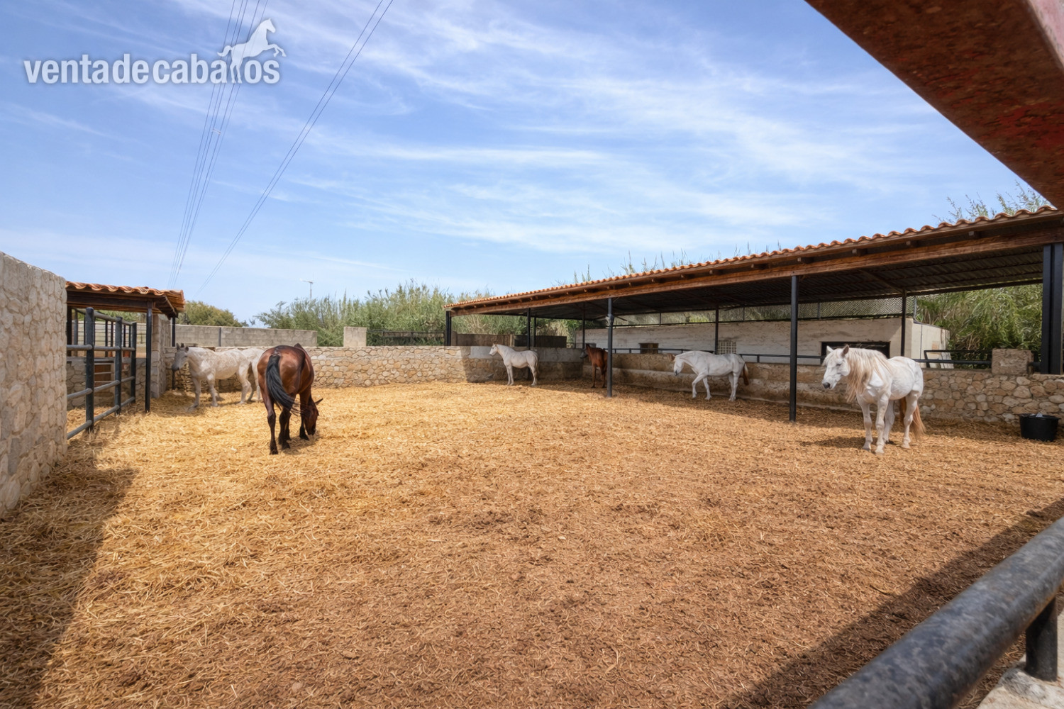 Finca ecuestre en LA MARINA ( Alicante) - Hípicas y establos en venta