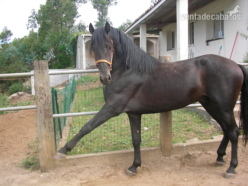Caballos Pura Raza Española (P.R.E.) Pura Raza Española - Gran oportunidad Pre negro con buena Doma