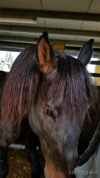 Caballos Pura Raza Española (P.R.E.) PRE - VENTA DE SEMENTALES
