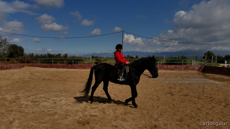 VENTA DE SEMENTALES - Caballos Pura Raza Española (P.R.E.)