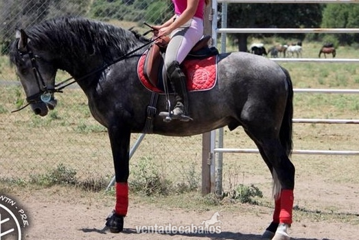 Caballos Pura Raza Española (P.R.E.) Pura Raza Española - P.R.E - MONTADO Y CON CUALIDADES