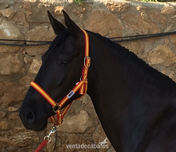 Pura Raza Española {TYPE}