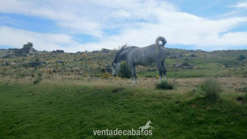 Yegua pura raza arabe in 
