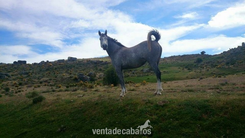Pura raza arabe  {TYPE}