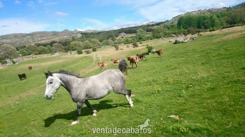 Caballos Árabes Pura raza arabe  - Yegua pura raza arabe