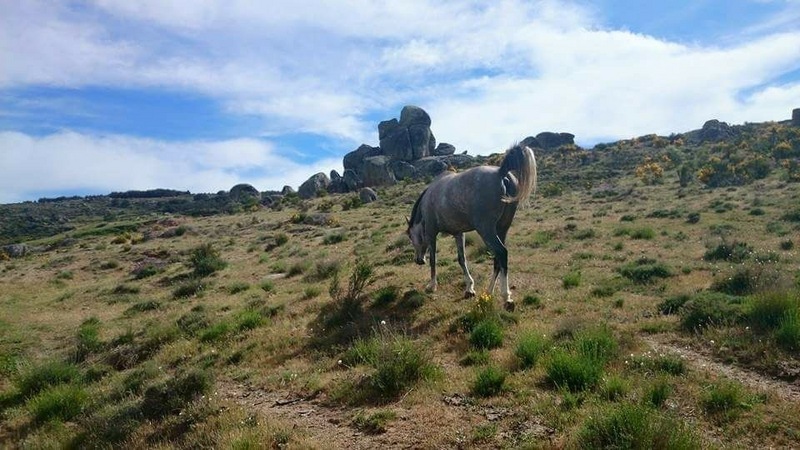Yegua pura raza arabe - Caballos Árabes Pura raza arabe 