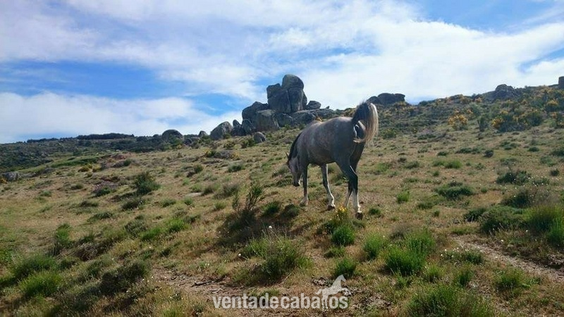 Yegua pura raza arabe - Caballos Árabes Pura raza arabe 