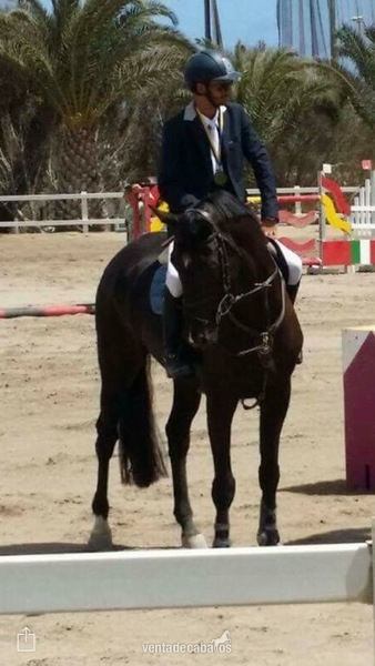shotgun caballo espectacular en venta in 