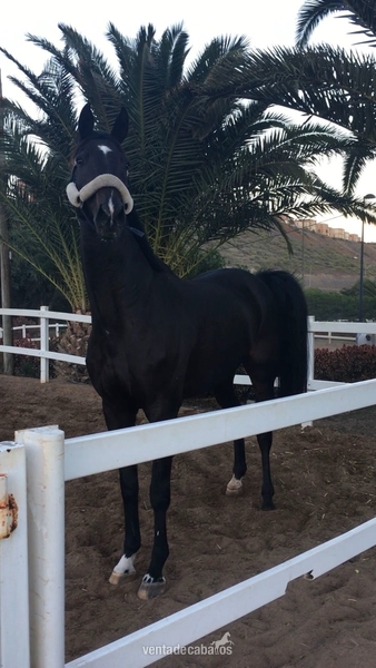 Caballo de deporte sueco