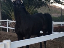 shotgun caballo espectacular en venta