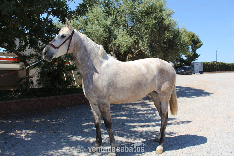 Great licensed PRE mare with great coat coloration in 