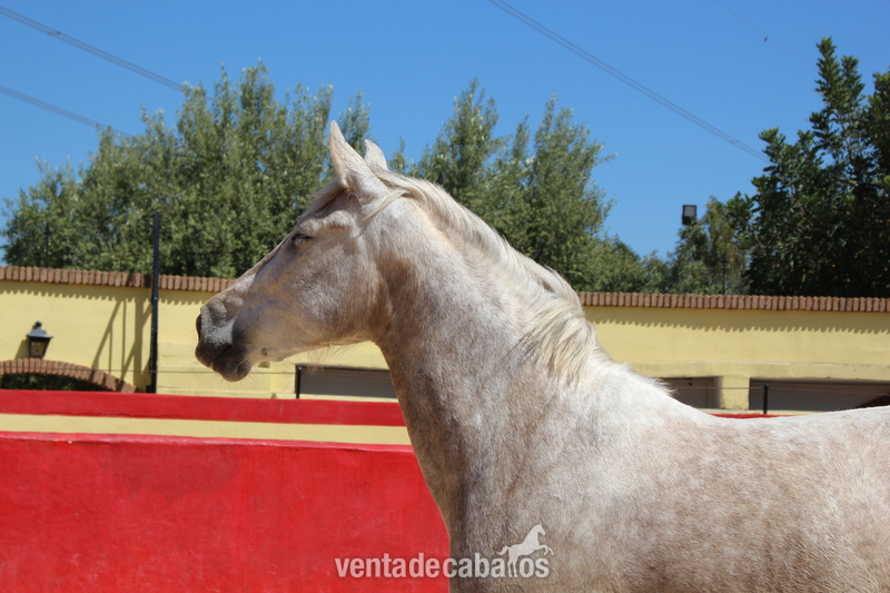 Great licensed PRE mare with great coat coloration - Caballos Pura Raza Española (P.R.E.) in 