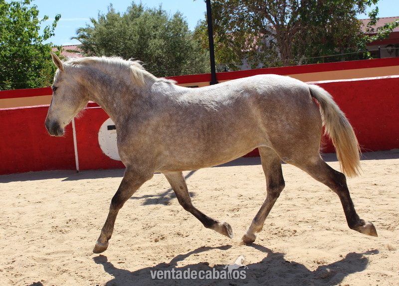 Great licensed PRE mare with great coat coloration - Caballos Pura Raza Española (P.R.E.)