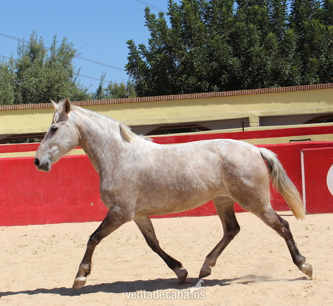 Great licensed PRE mare with great coat coloration 