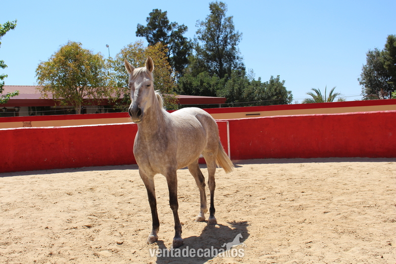Caballos Pura Raza Española (P.R.E.) - ﻿Great licensed PRE mare with great coat coloration in 