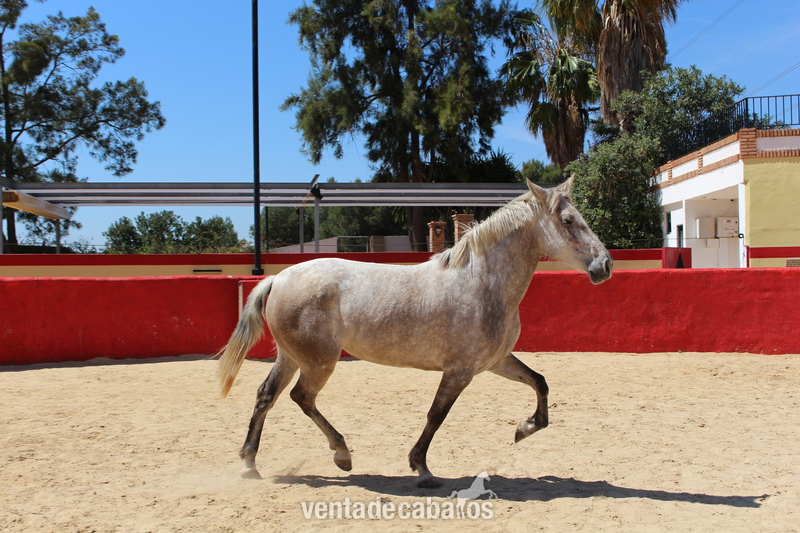 Caballos Pura Raza Española (P.R.E.) - ﻿Great licensed PRE mare with great coat coloration