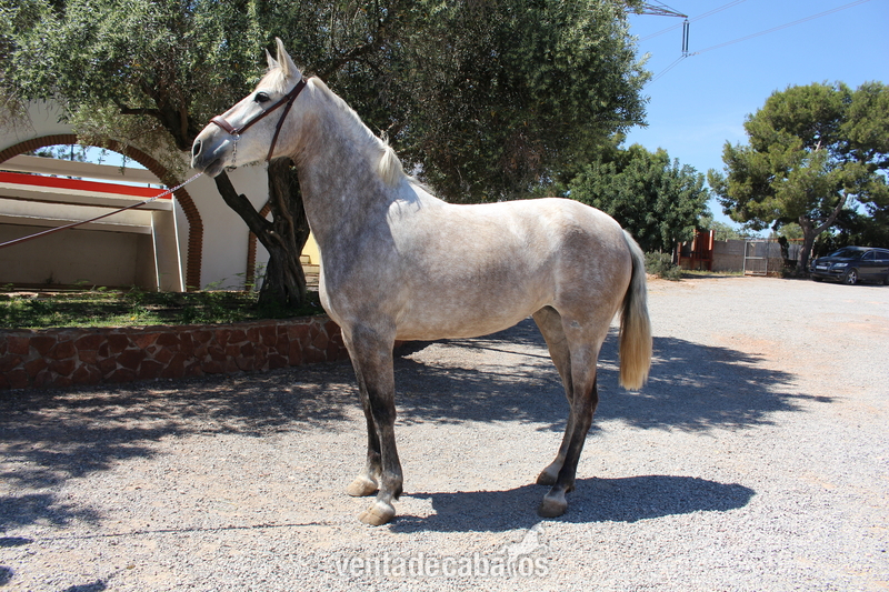 Caballos Pura Raza Española (P.R.E.) PRE - ﻿Great licensed PRE mare with great coat coloration