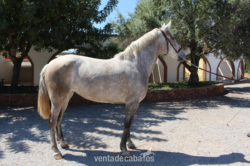 Great licensed PRE mare with great coat coloration - Caballos Pura Raza Española (P.R.E.) PRE