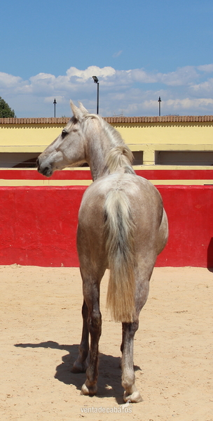 Great licensed PRE mare with great coat coloration - PRE