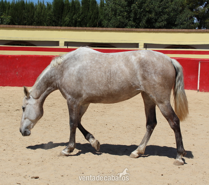 Great licensed PRE mare with great coat coloration - Caballos Pura Raza Española (P.R.E.)