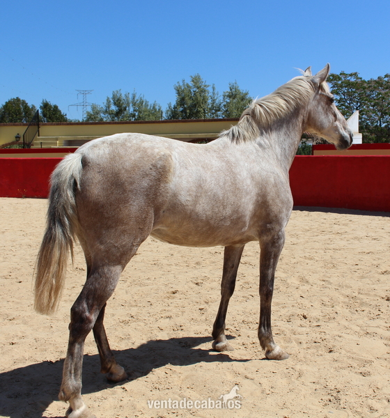 Great licensed PRE mare with great coat coloration