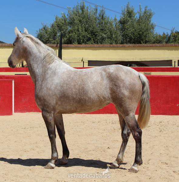  ﻿Great licensed PRE mare with great coat coloration
