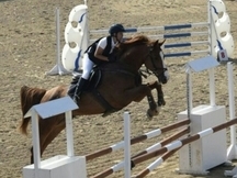 caballo de salto kwpn , 12 años, salta 1.20 en competición