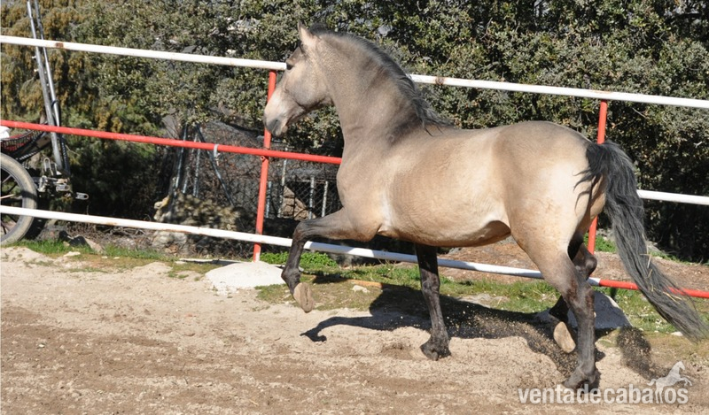 Caballo semental P.R.E. bayo,  excelentes movimientos y genealogía.  in 