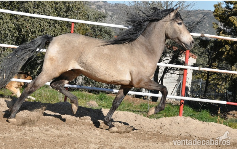Caballos Pura Raza Española (P.R.E.) Pura Raza Española - Caballo semental P.R.E. bayo,  excelentes movimientos y genealogía. 
