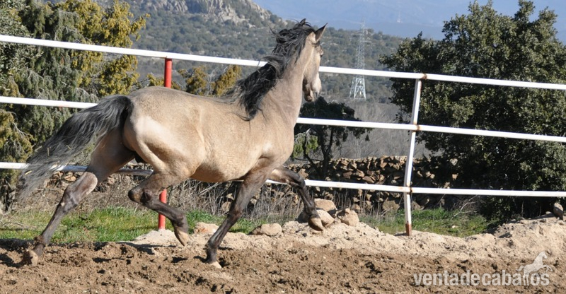 Caballo semental P.R.E. bayo,  excelentes movimientos y genealogía.  - Caballos Pura Raza Española (P.R.E.) Pura Raza Española