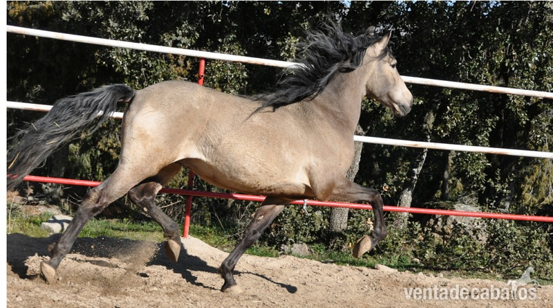 Caballo semental P.R.E. bayo,  excelentes movimientos y genealogía.  - Pura Raza Española