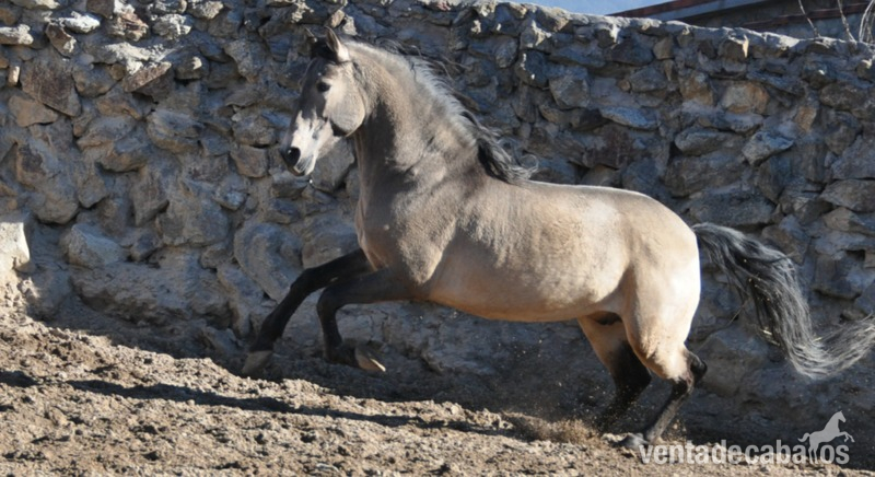 Caballo semental P.R.E. bayo,  excelentes movimientos y genealogía.  - Caballos Pura Raza Española (P.R.E.)