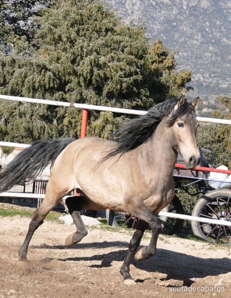 Caballo semental P.R.E. bayo,  excelentes movimientos y genealogía. 