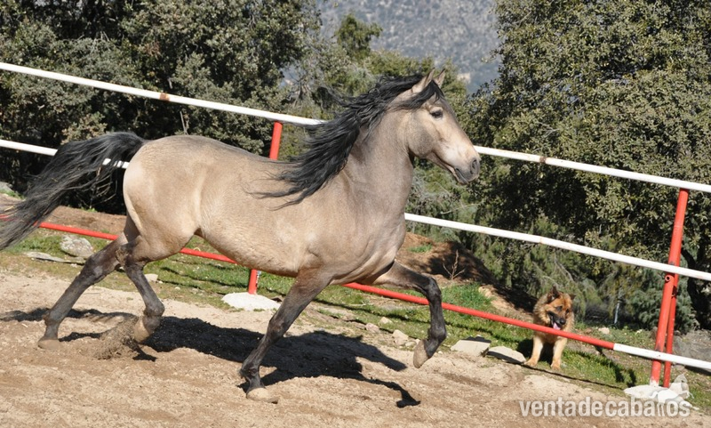  Caballo semental P.R.E. bayo,  excelentes movimientos y genealogía. 