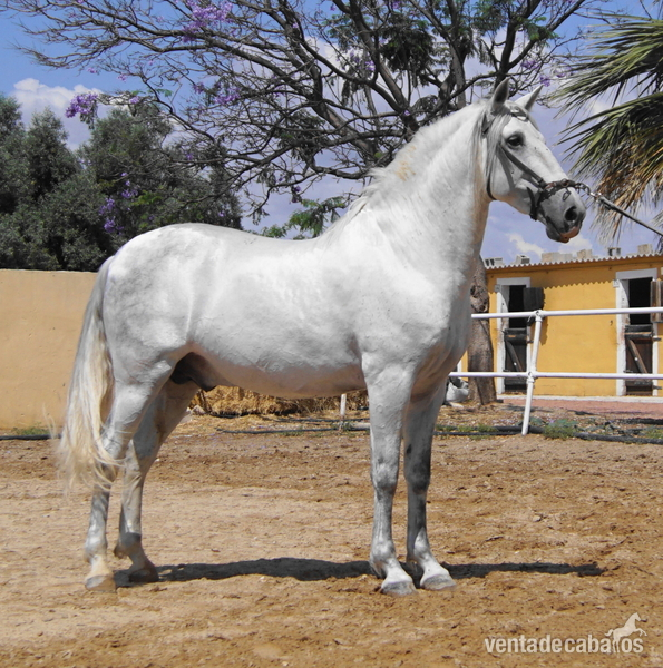 Se vende PRE impresionante in 