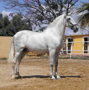 Se vende PRE impresionante