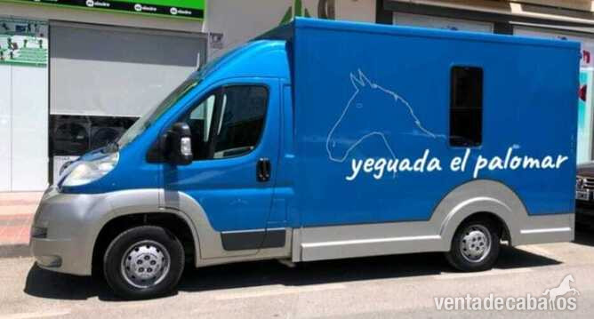 SE HACEN TRANSPORTES DE CABALLOS  in 