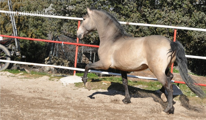 Caballo semental P.R.E. bayo,  excelentes movimientos y genealogía.  in 