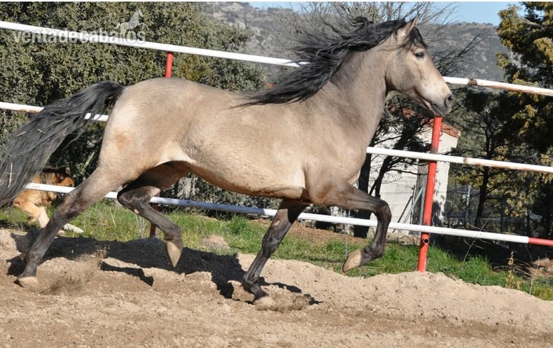 Caballos Pura Raza Española (P.R.E.) Pura Raza Española - Caballo semental P.R.E. bayo,  excelentes movimientos y genealogía. 