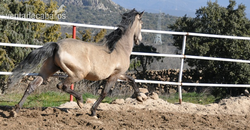 Caballo semental P.R.E. bayo,  excelentes movimientos y genealogía.  - Caballos Pura Raza Española (P.R.E.) Pura Raza Española